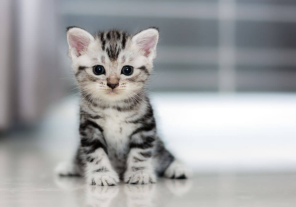 //digitalmetrics.ro/storage/images/blog/2017/07/cat-opt.jpg